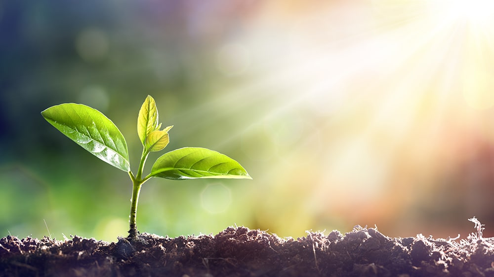 Facts about plants